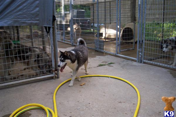 Siberian Husky dog