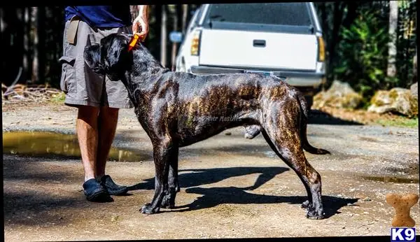 Mixed Breed stud dog