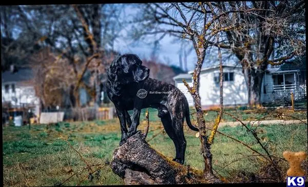 Mixed Breed stud dog