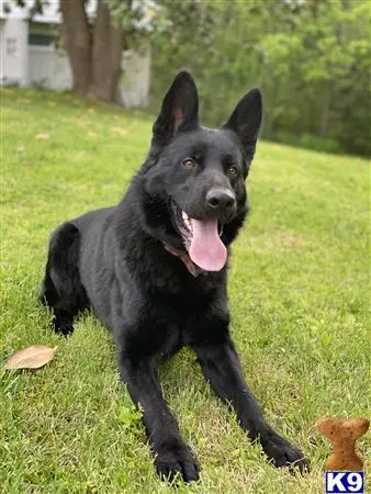 German Shepherd stud dog