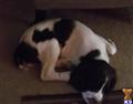english springer spaniel puppy posted by dlynn124