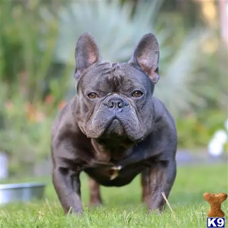 French Bulldog stud dog