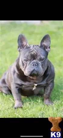 French Bulldog stud dog