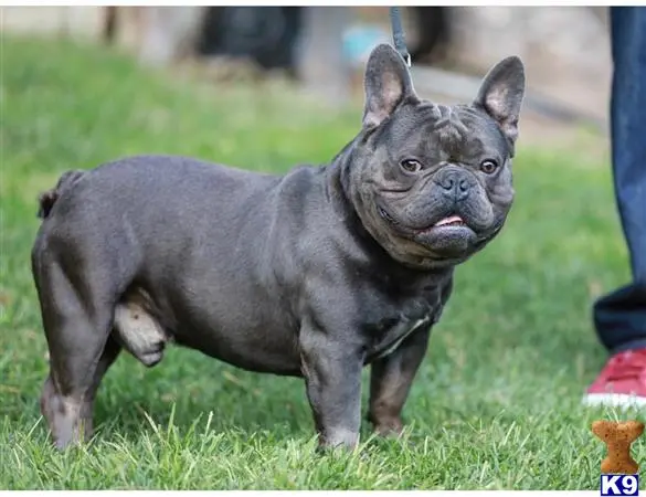 French Bulldog stud dog