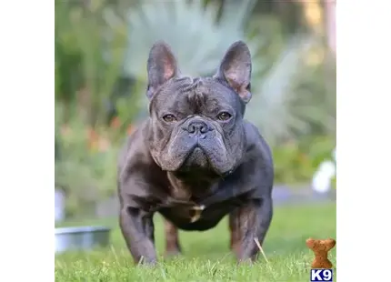 French Bulldog