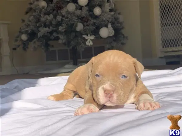 American Bully puppy for sale