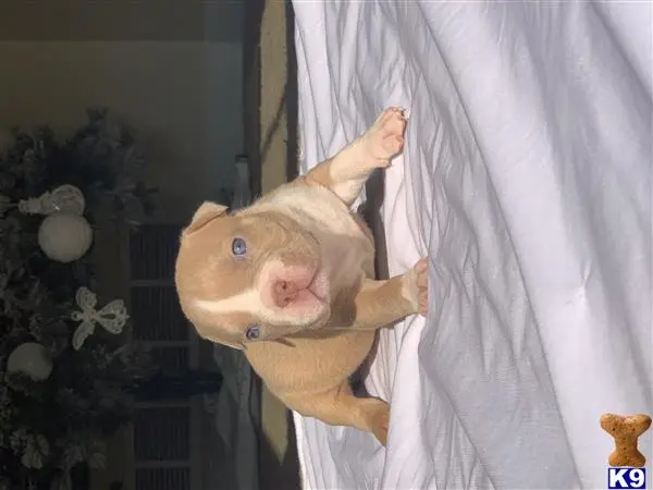 American Bully puppy for sale