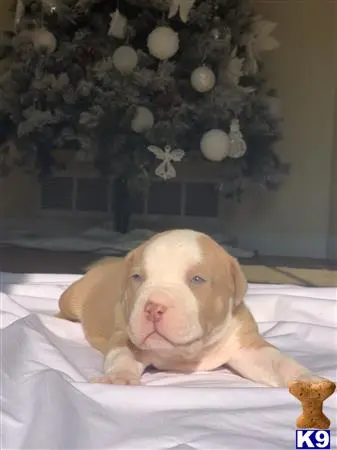 American Bully puppy for sale