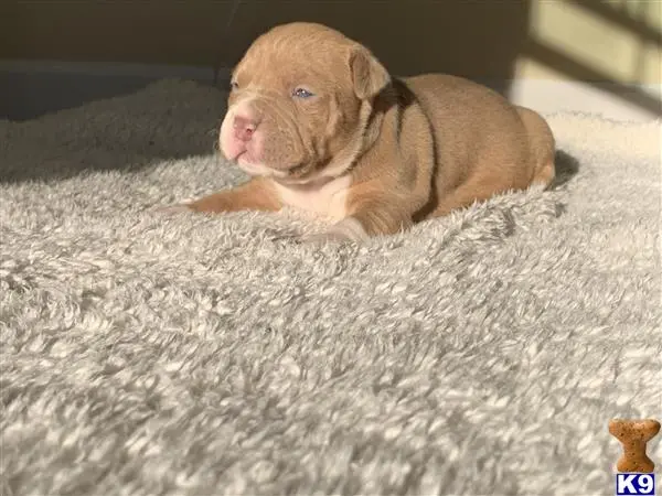 American Bully puppy for sale