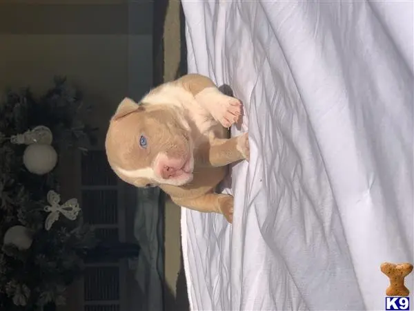 American Bully puppy for sale