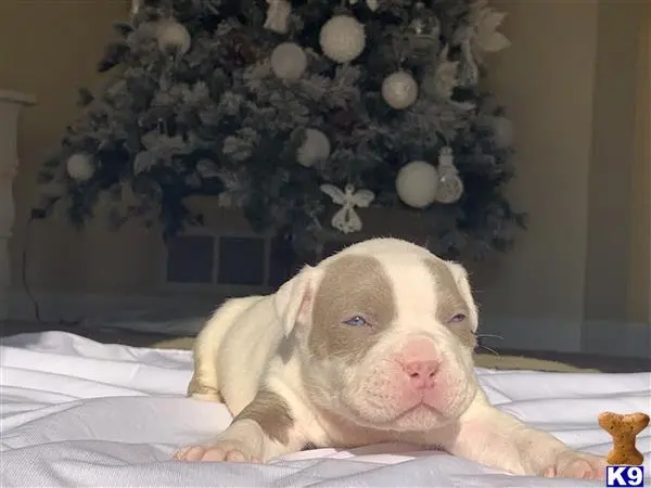 American Bully puppy for sale