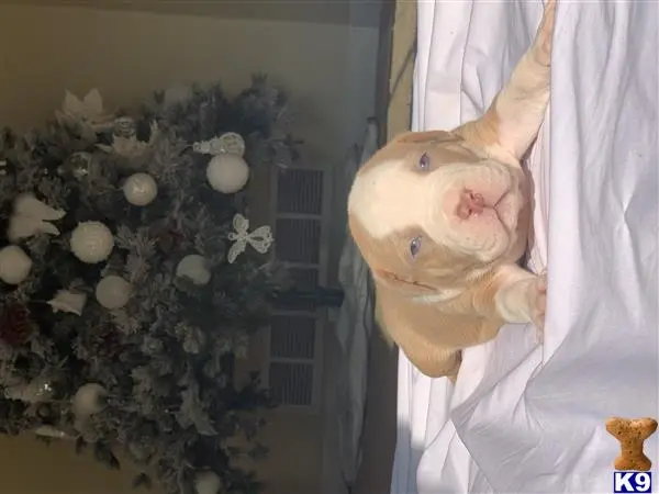 American Bully puppy for sale