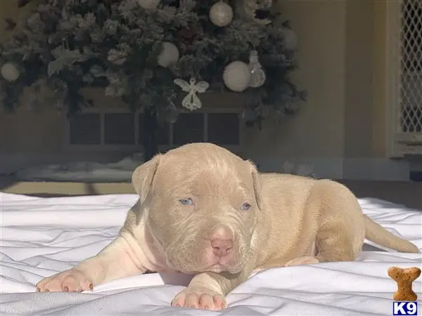 American Bully puppy for sale