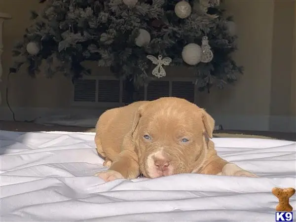 American Bully puppy for sale