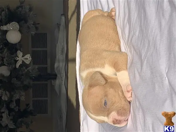 American Bully puppy for sale