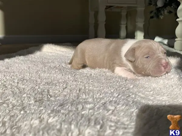 American Bully puppy for sale