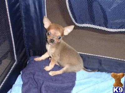 Chihuahua Puppy for Sale: Blue Fawn Male 10 Years old