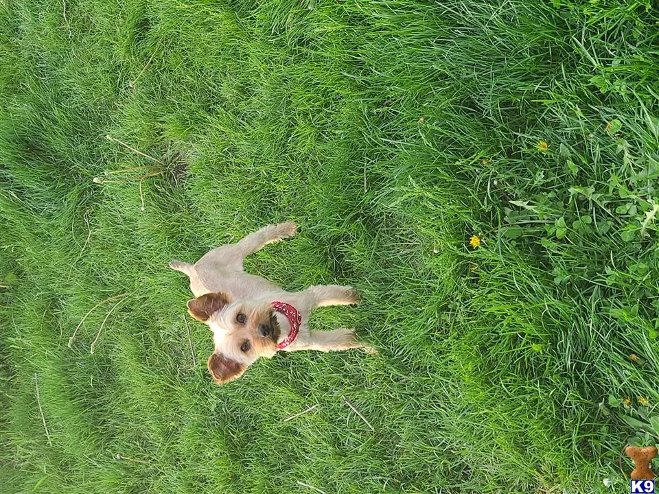 Yorkshire Terrier stud dog