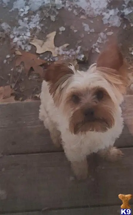 Yorkshire Terrier stud dog