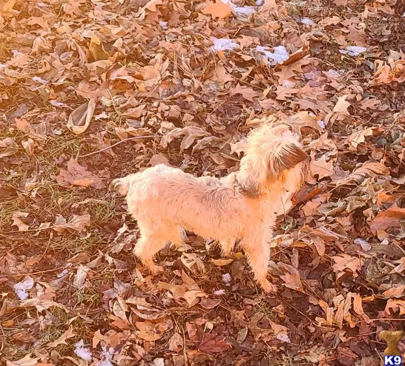 Yorkshire Terrier stud dog