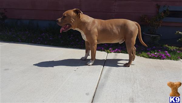 American Pit Bull dog