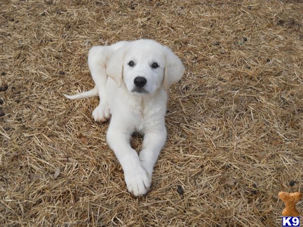 great pyrenees puppy posted by dmskeels