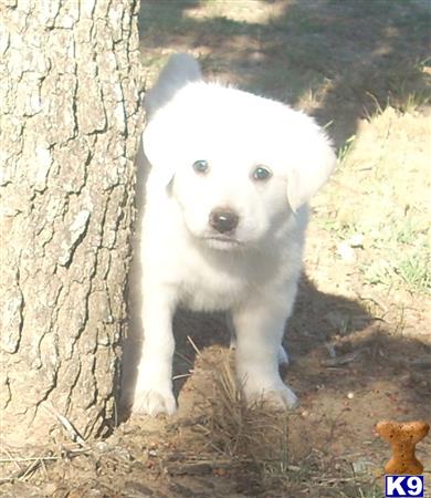 great pyrenees puppy posted by dmskeels