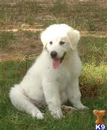 great pyrenees puppy posted by dmskeels
