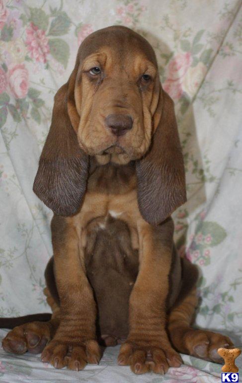 bloodhound puppies prices bloodhound puppy for sale akc bloodhound pups www boernersbloodhounds 6 years bloodhound puppies prices bloodhound puppy for sale akc bloodhound pups www boernersbloodhounds 6 years
