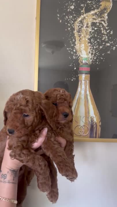 Goldendoodles puppy video