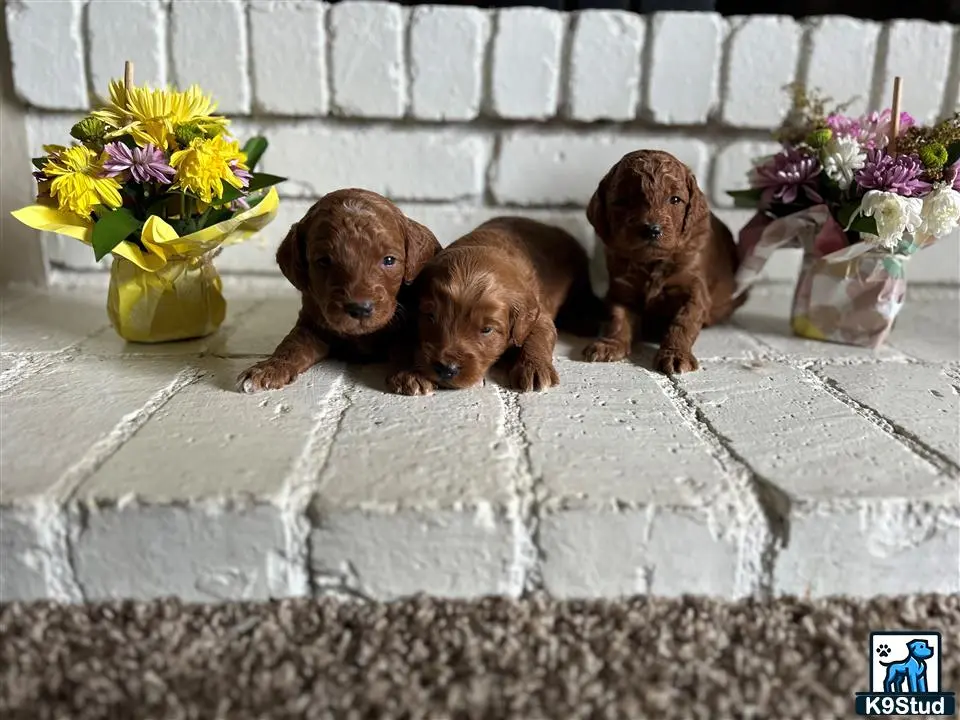 Goldendoodles puppy for sale