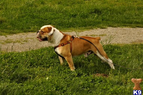 Old English Bulldog stud dog