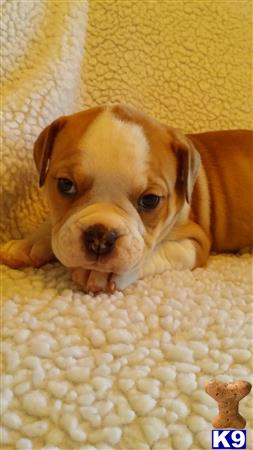 Old English Bulldog