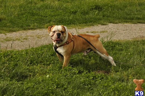 Old English Bulldog stud dog