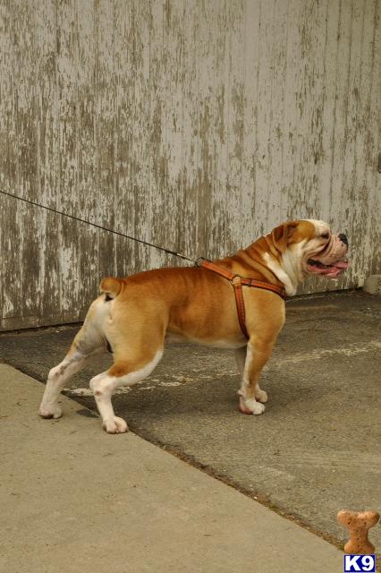 Old English Bulldog stud dog