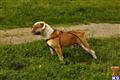 Old English Bulldog stud dog: Old English Bulldog standing on grass with a harness