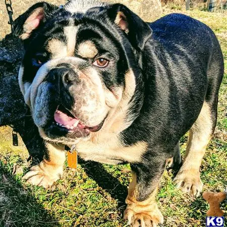 English Bulldog stud dog