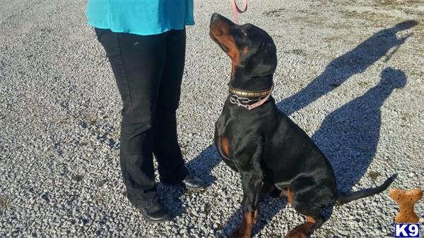 Doberman Pinscher dog