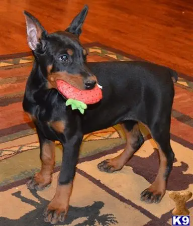 Doberman Pinscher puppy for sale