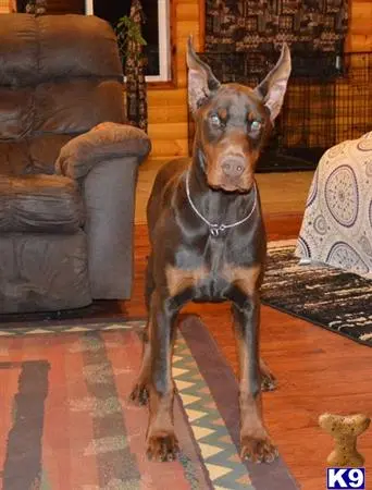 Doberman Pinscher puppy for sale