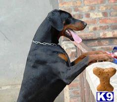 Doberman Pinscher dog