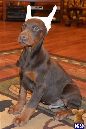 Doberman Pinscher puppy for sale