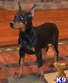 Doberman Pinscher puppy for sale