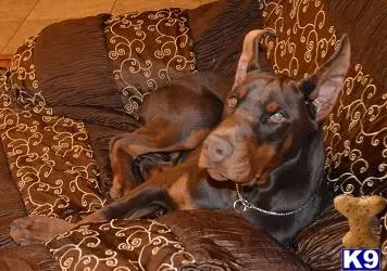 Doberman Pinscher puppy for sale