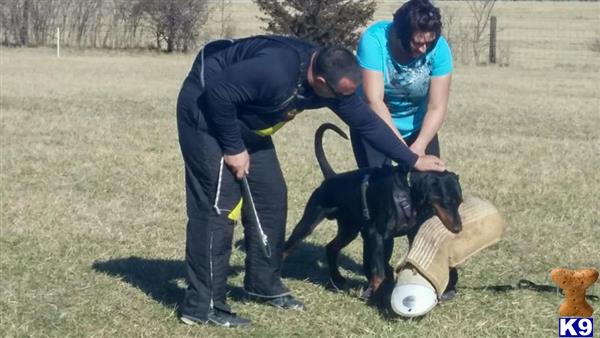 Doberman Pinscher dog