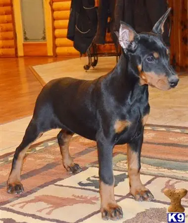 Doberman Pinscher puppy for sale