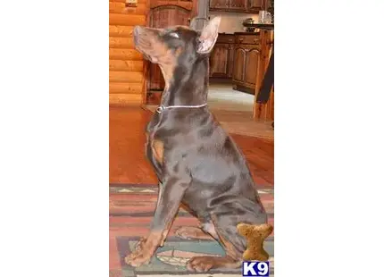 Doberman Pinscher