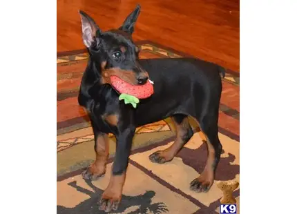 Doberman Pinscher