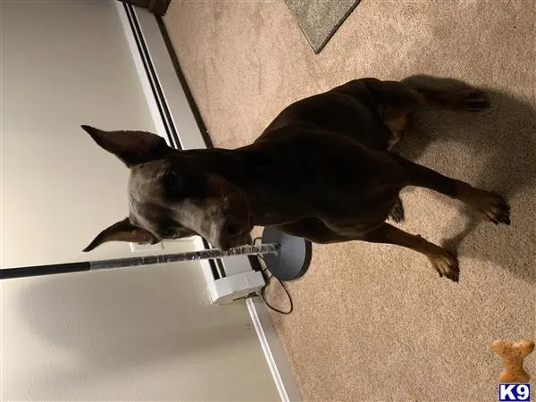 Doberman Pinscher female dog: Brown Doberman Pinscher sitting on carpet with alert posture