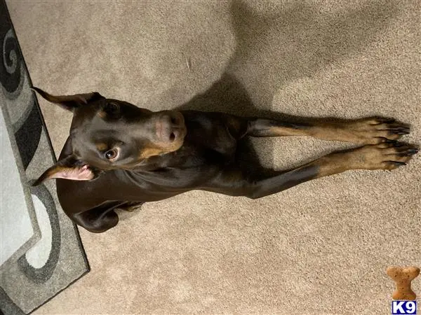 Doberman Pinscher female dog: Brown Doberman Pinscher lying on a carpeted floor
